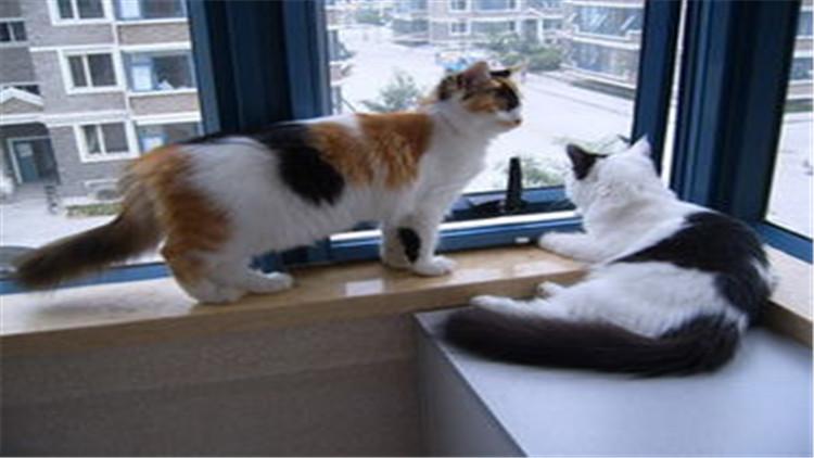 猫咪身上发现跳蚤怎么办？