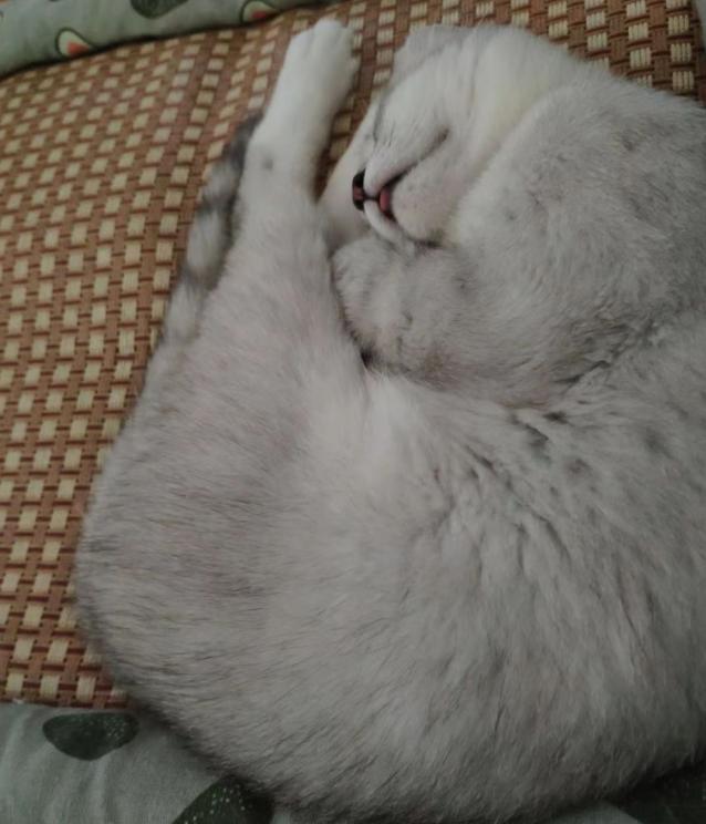 猫咪突然呕吐抽搐是中毒了吗？