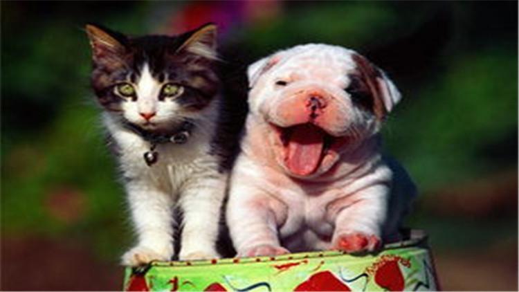 猫咪挠痒痒可能是跳蚤作怪？新手怎么选药不踩雷？