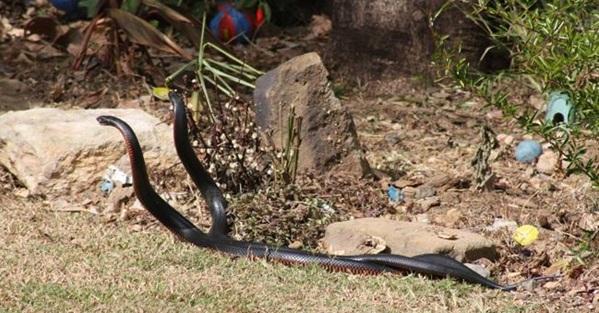 郎征这游戏到底怎么玩才能不坑队友? 郎征这游戏到底怎么玩才能不坑队友?