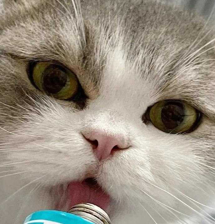 猫咪突然变成 干饭王 ？当心这可能是危险信号！