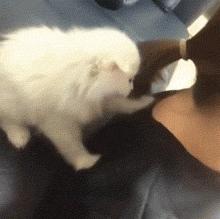 新手怎么在花样猫咪里养出全网最拽的猫？