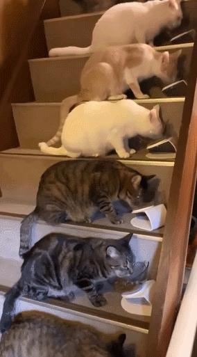 你家猫撅着屁股蹭地板的样子，是不是让你突然想到——这货该不会长痔疮了吧？