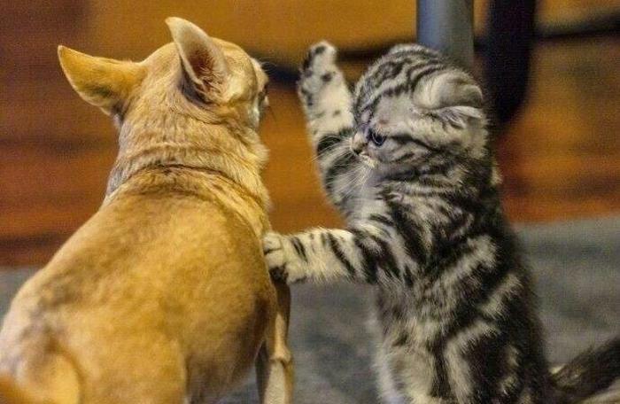 猫咪突然炸毛是为啥？这些动作暗号你都懂吗？