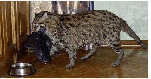 小猫咪吃鱼真的不会卡喉咙吗？