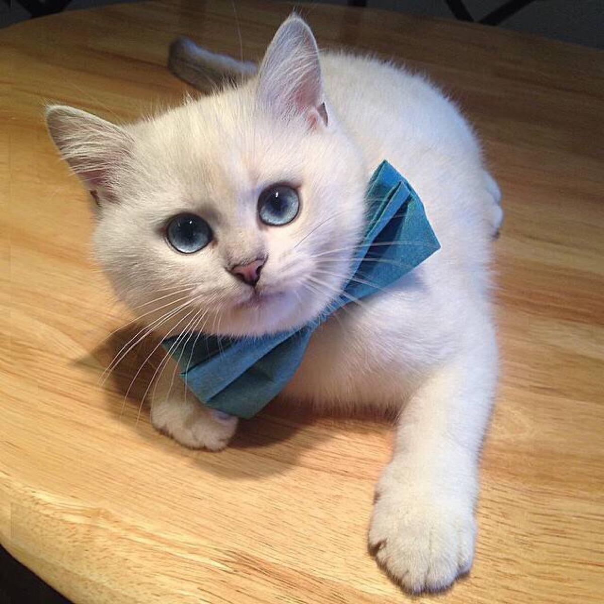 猫咪天天挂 眼屎项链 正常吗？新手必看护理指南