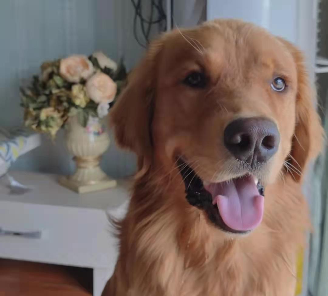 你家猫主子怎么突然变成蒲公英了? 你家猫主子怎么突然变成蒲公英了?