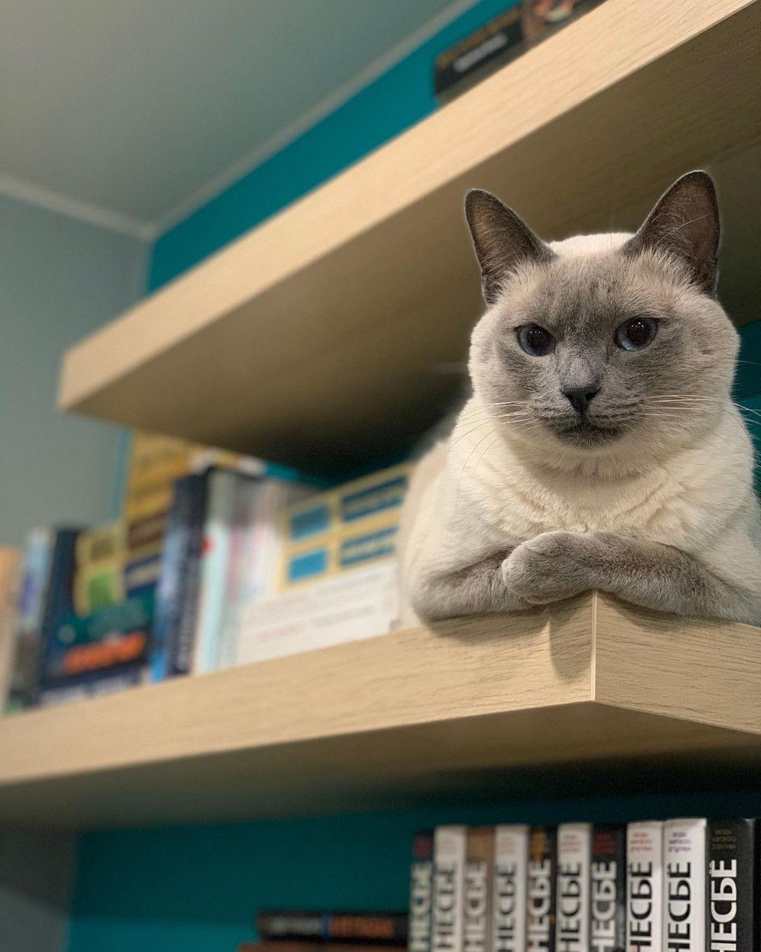 为什么你的猫总在游戏里离家出走？