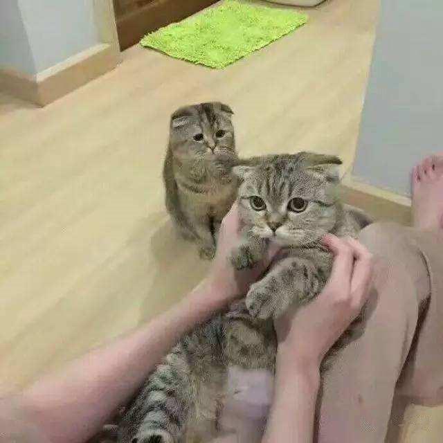 主子疯狂啃纸箱是饿疯了还是犯傻？