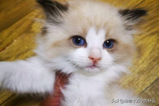 猫咪偷吃花生米会中毒吗？