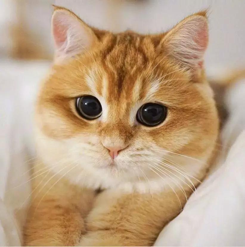 橡皮泥捏猫咪真的像看起来那么难吗? 橡皮泥捏猫咪真的像看起来那么难吗?