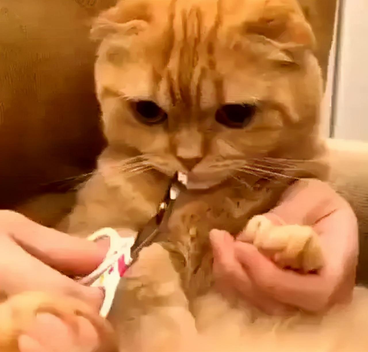 第一次养猫到底要准备多少钱才够? 第一次养猫到底要准备多少钱才够?