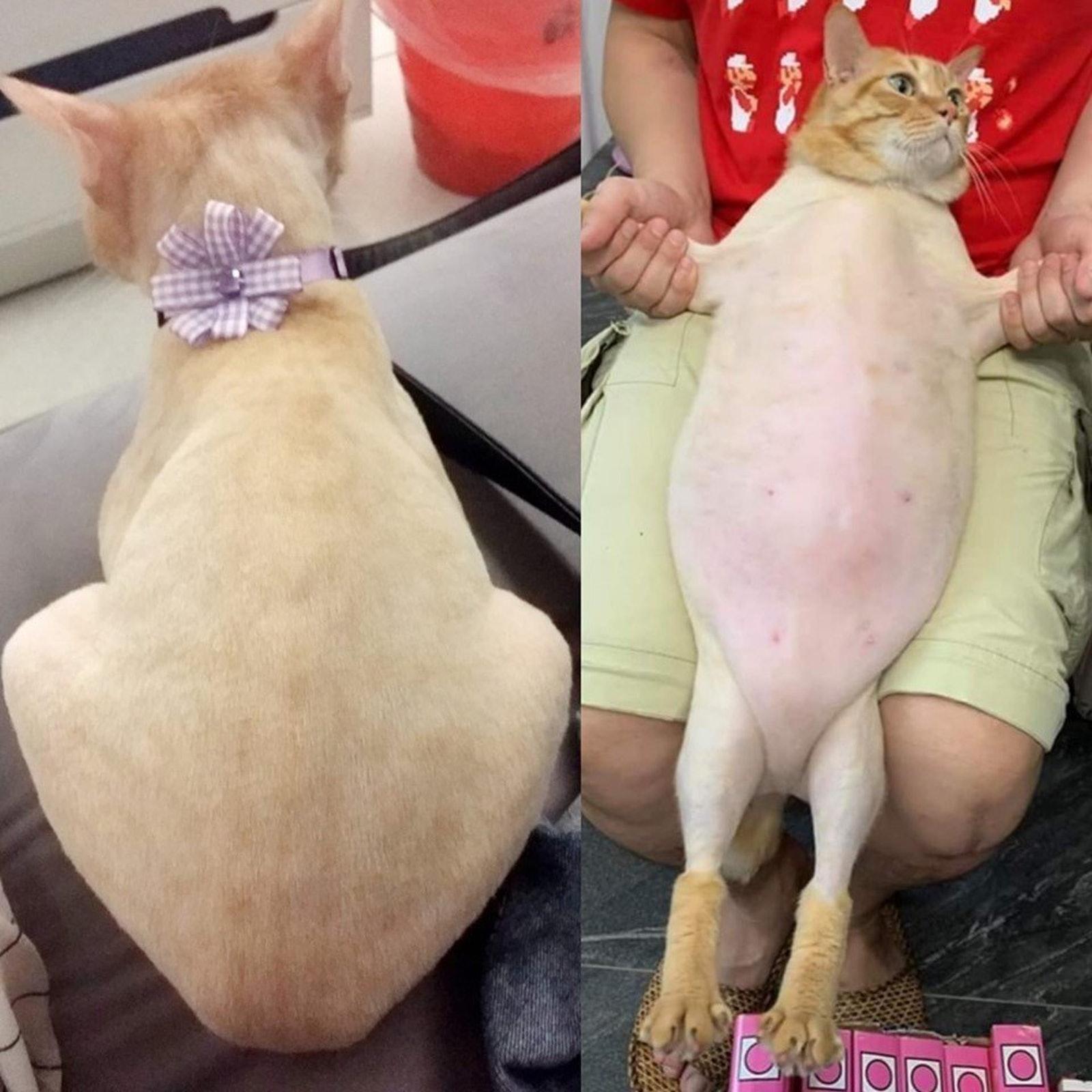 主子半年不洗澡居然还香喷喷? 主子半年不洗澡居然还香喷喷?