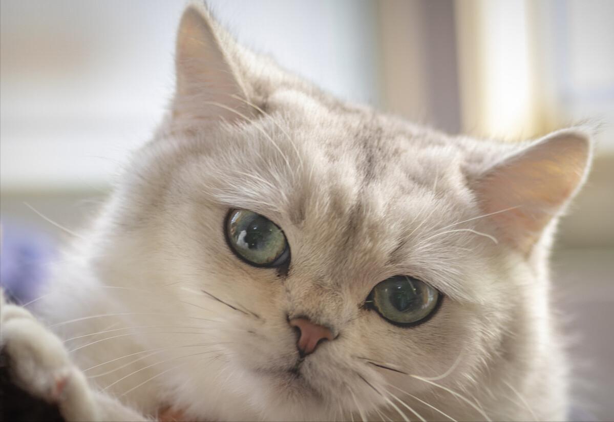 新手养猫怎样才能不踩坑? 新手养猫怎样才能不踩坑?