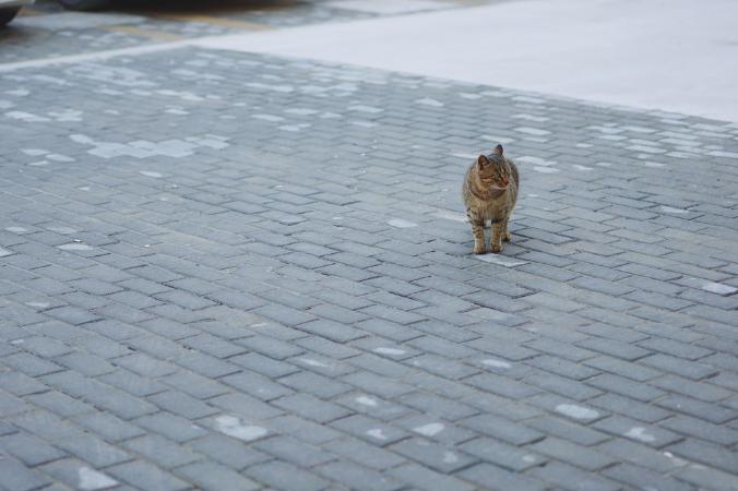 猫咪鼻头干就是生病了吗？