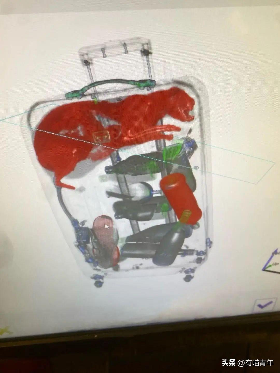 带猫坐高铁会被安检拦下来吗？