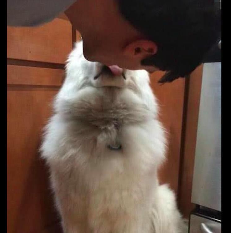 梦见抱着小猫咪预示着什么？这5种情况你中招了吗？