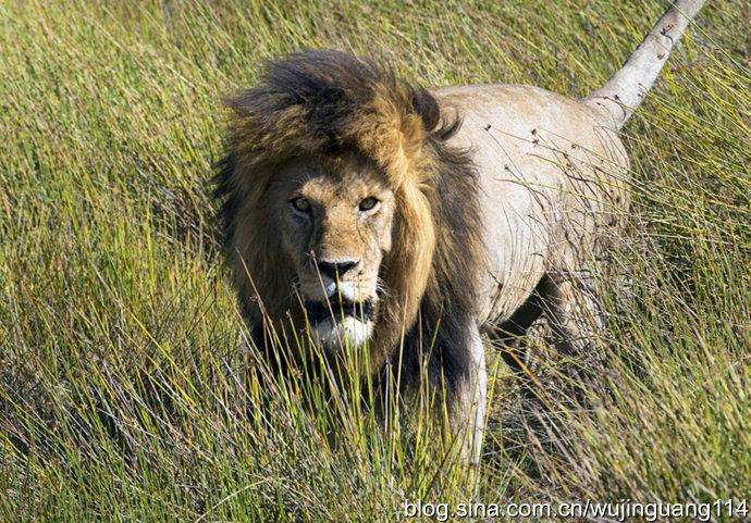 坦桑尼亚华人论坛怎么玩转？新手必看的生存指南