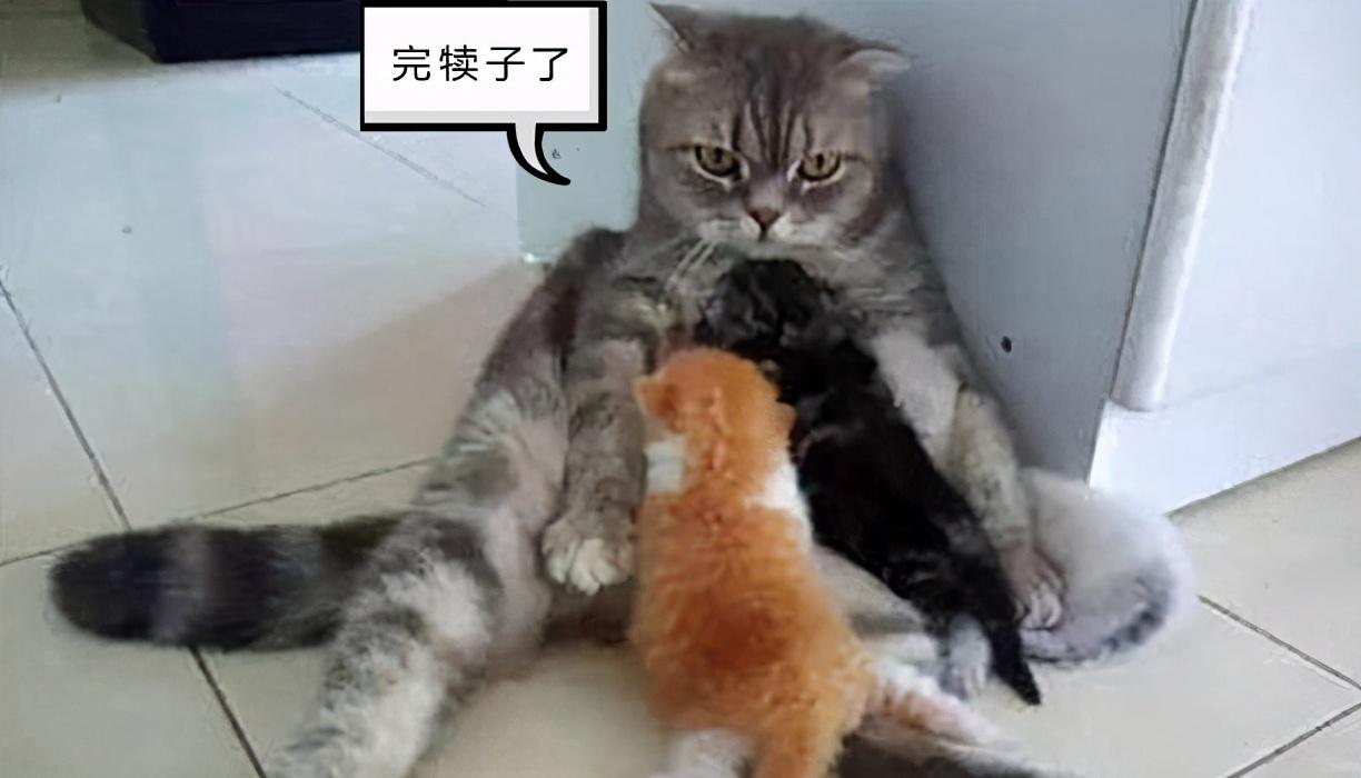 你家猫咪突然变胖？可能是怀孕了！