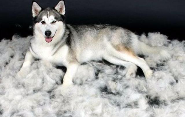 猫咪泪痕严重怎么破？新手铲屎官必看解决指南