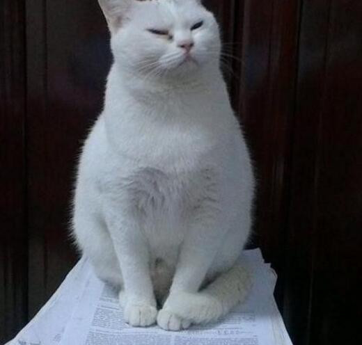 行政专业律师：专注行政法律事务，维护权益促进行政法治