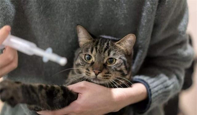 给猫喂药为什么总像打仗？