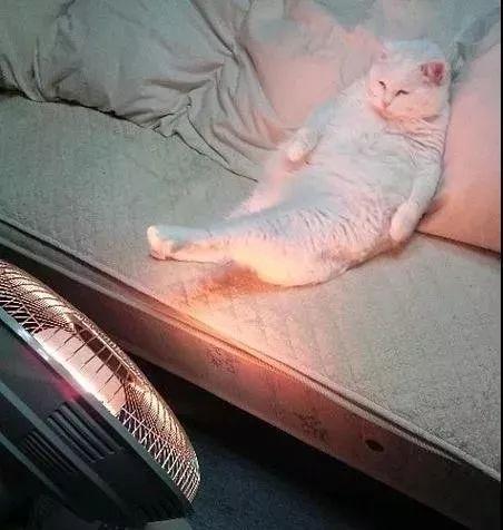 你家猫主子最近总躲着你?可能是这个神器在报警! 你家猫主子最近总躲着你?可能是这个神器在报警!