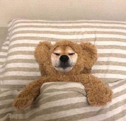 猫咪脚垫脱皮正常吗？铲屎官必须知道的护理技巧