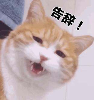 新手养亚洲猫咪真的容易踩坑吗? 新手养亚洲猫咪真的容易踩坑吗?