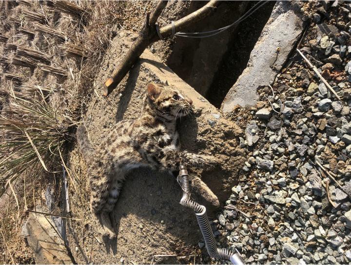 为什么我家猫咪总在半夜嚎得像警报器？