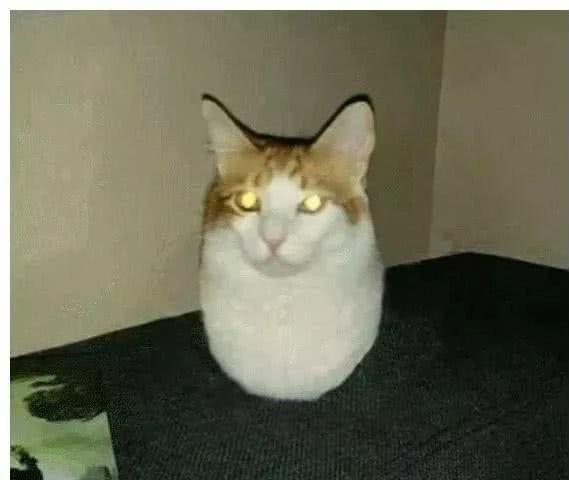 猫咪真的能变成液体吗? 猫咪真的能变成液体吗?