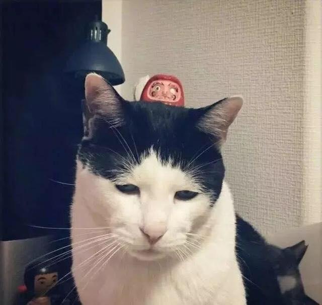 你的猫正在偷偷抑郁吗？