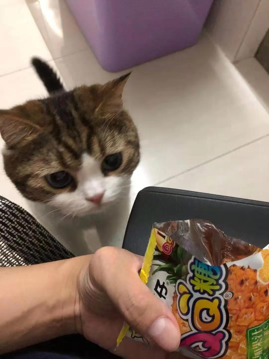 猫咪喝白粥会不会营养不良？