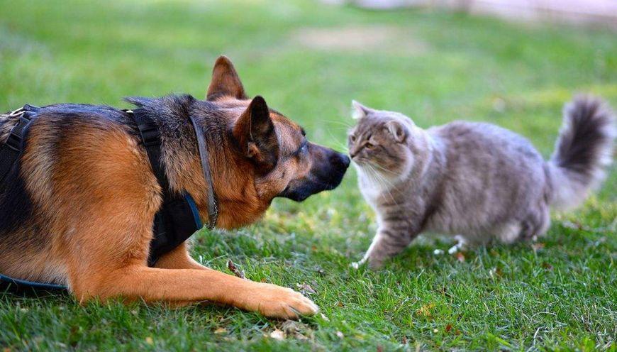 新手养猫第一周最容易犯哪些致命错误？