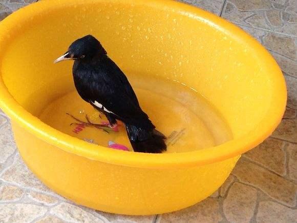 为什么华人喜欢移民加拿大温哥华，定居后的真实生活是怎样的？