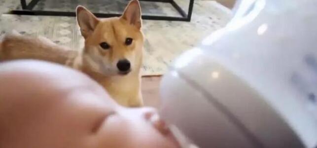 你家猫主子盯着屏幕目不转睛时,到底在看啥? 你家猫主子盯着屏幕目不转睛时,到底在看啥?