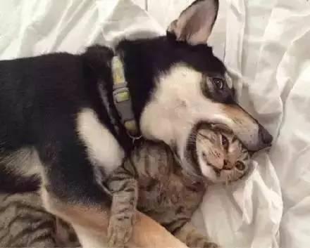 新手铲屎官必看！猫咪疫苗到底该去哪儿打？