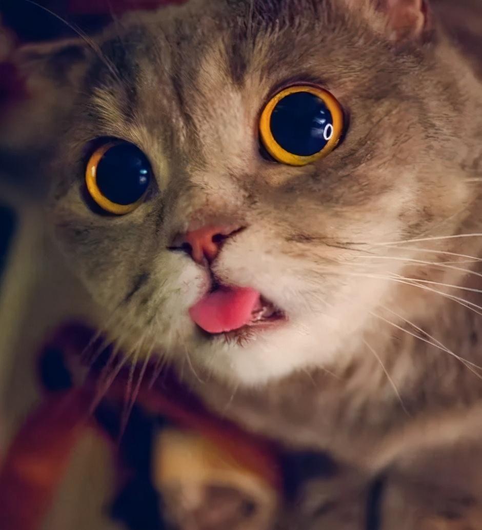 猫咪睡觉吐舌头是生病了吗? 猫咪睡觉吐舌头是生病了吗?