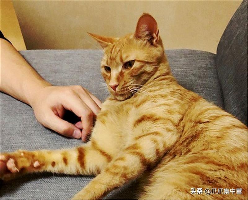 抱猫姿势不对真的会被挠出血吗? 抱猫姿势不对真的会被挠出血吗?