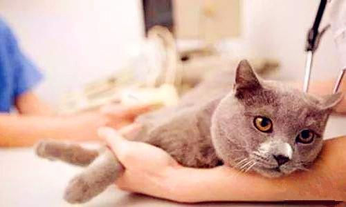 猫咪吃生牛肉真的没问题吗? 猫咪吃生牛肉真的没问题吗?