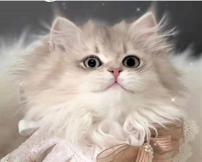 猫咪天天打喷嚏却活蹦乱跳正常吗？