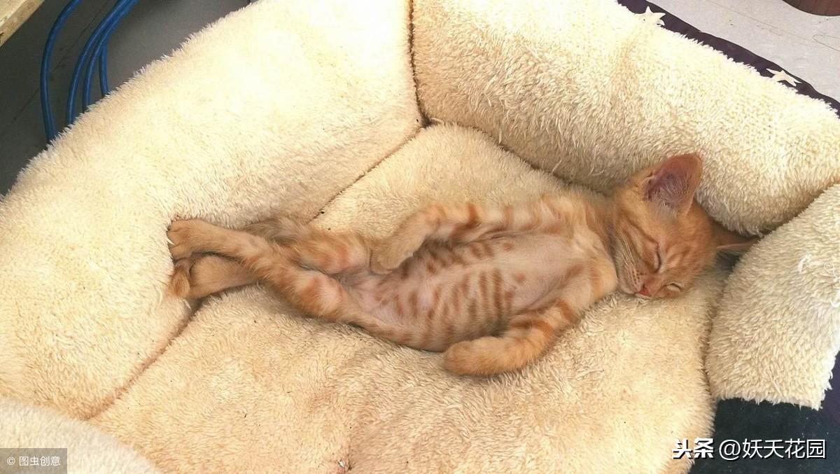 你家主子每天睡20小时正常吗？