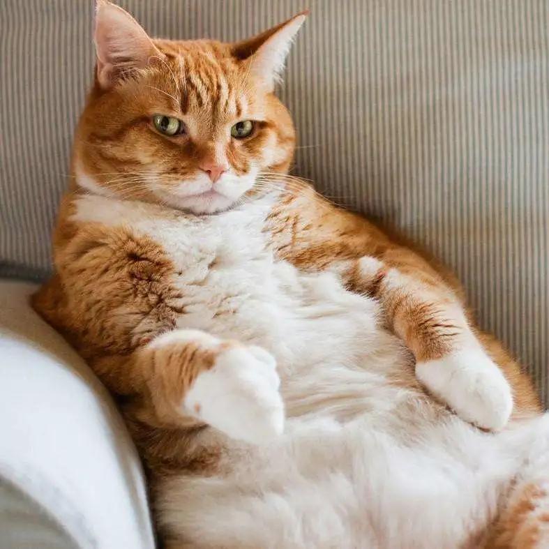 你家猫咪的体重超标了吗？新手必看的科学喂养指南