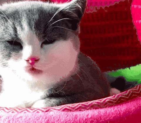 你家猫主子舔毛时突然打喷嚏？别慌！这正常吗？