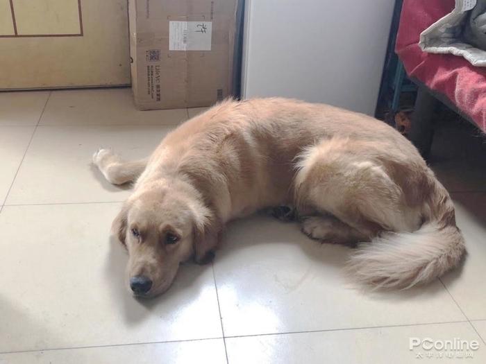 猫咪大乱斗到底怎么玩才能不挨揍？