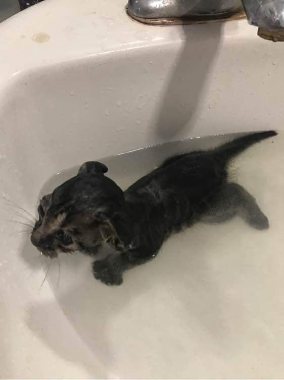 零基础怎么画出萌到出血的小奶猫? 零基础怎么画出萌到出血的小奶猫?