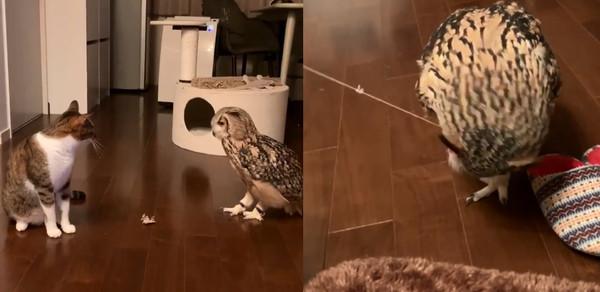 你家猫主子突然飞扑过来是几个意思？