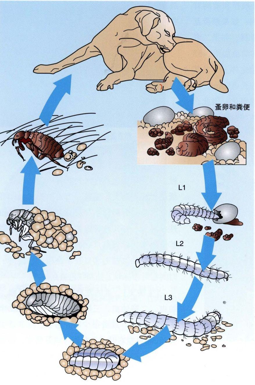猫咪身上有跳蚤还能抱着睡觉吗？