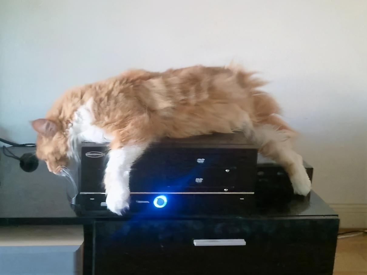 猫咪鼻子发热是生病信号吗？新手必看护理指南