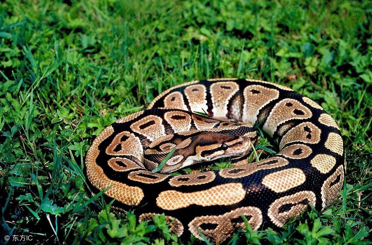 怎么快速算出自己是不是属蛇? 怎么快速算出自己是不是属蛇?